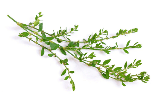 Knotgrass