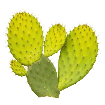 Extrakt av kaktusstjälk (nopal) 10:1