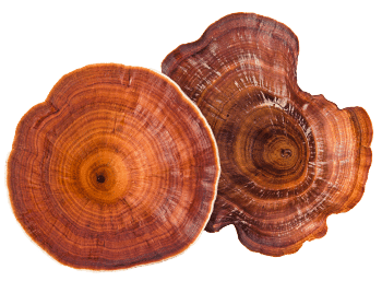Reishi svamp