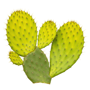 Extrakt av fikonkaktus (nopal) 10:1