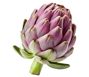 Kronärtskocksextrakt