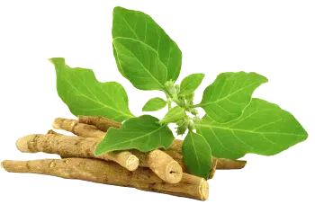 Ashwagandha-pulver
