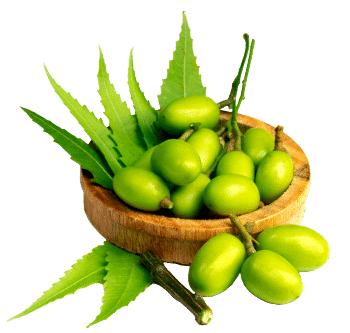Neemolja