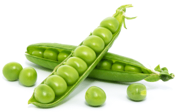 Ärtprotein