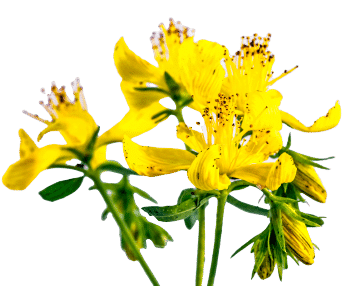 Johannesört extrakt