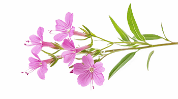 Extrakt av vanlig pil